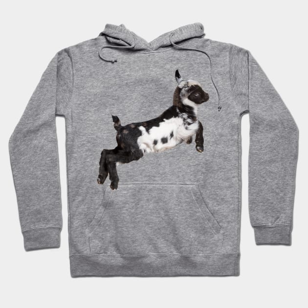 Bouncing Baby Goat 3 Hoodie by Ory Photography Designs